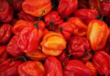 Czy habanero to chili?