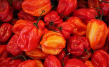 Czy habanero to chili?